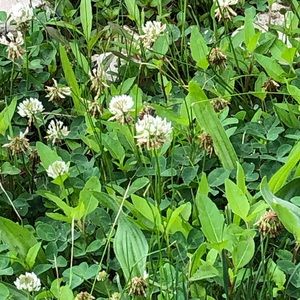 Meet your Posher, Lance